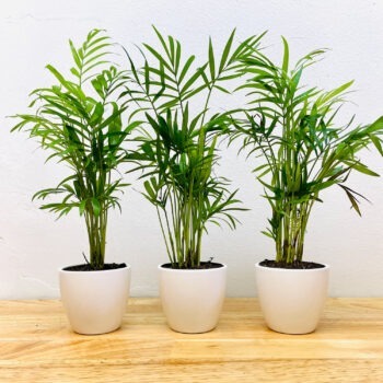 Household Plants